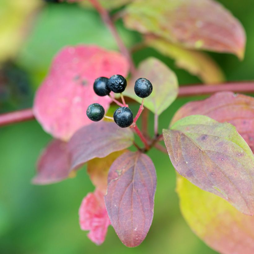 Cornus sanguinea Magic Flame (Harvest)