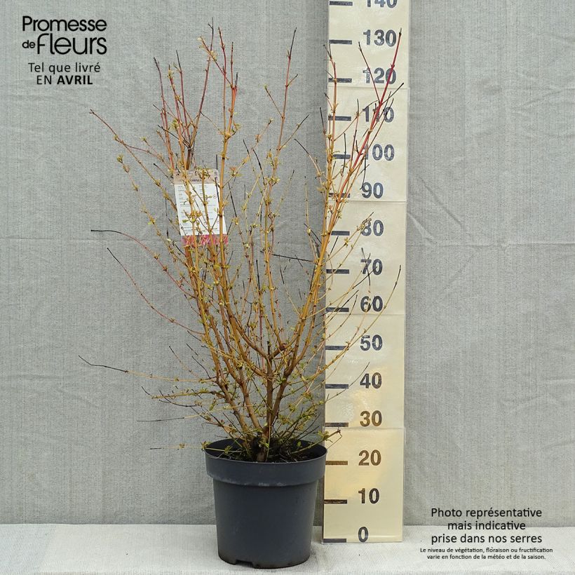 Example of Cornus sanguinea Mid Winter Fire Vaso da 6L/7L as you get in printemps