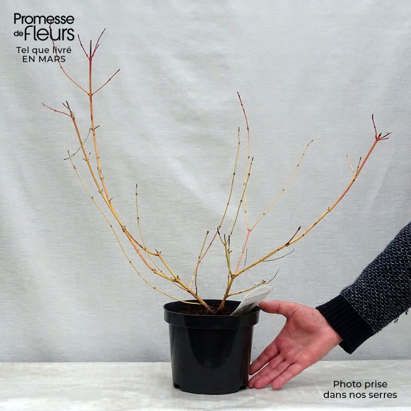 Example of Cornus sanguinea Mid Winter Fire Vaso da 2L/3L as you get in printemps