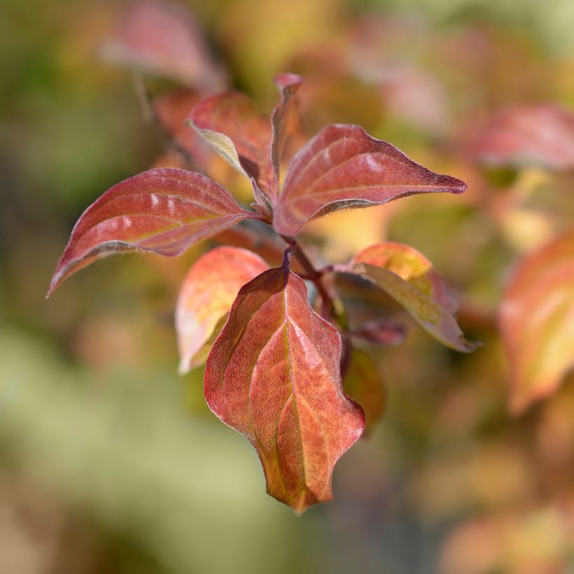 Cornus sanguinea Winter Beauty (Fogliame)