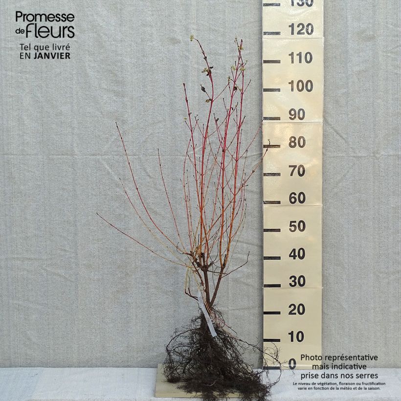 Cornus sanguinea Winter Beauty Piante piccole a radice nuda esemplare consegnato in inverno