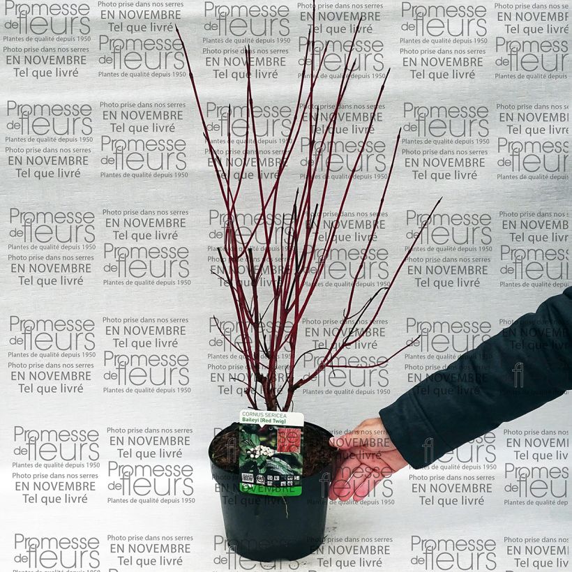 Esempio di esemplare Cornus sericea Baileyi Vaso da 3L/4L come consegnato