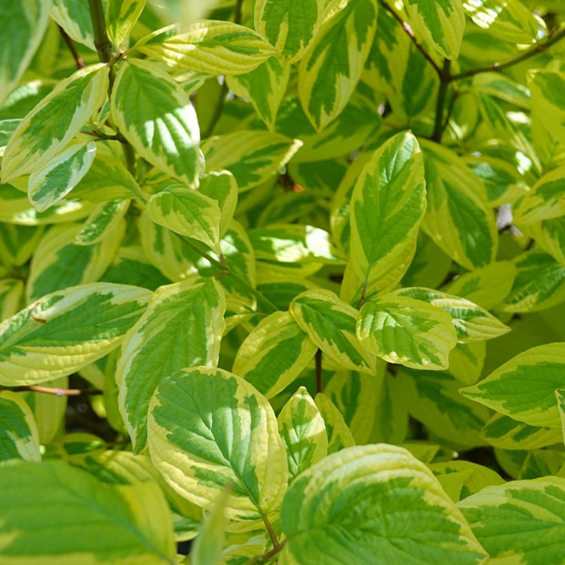 Cornus sericea Hedgerow's Gold (Fogliame)