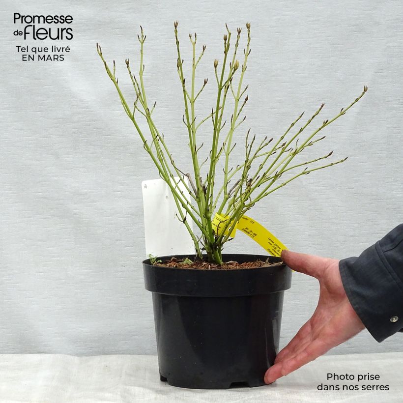 Example of Cornus sericea White Gold Vaso da 3L/4L as you get in printemps