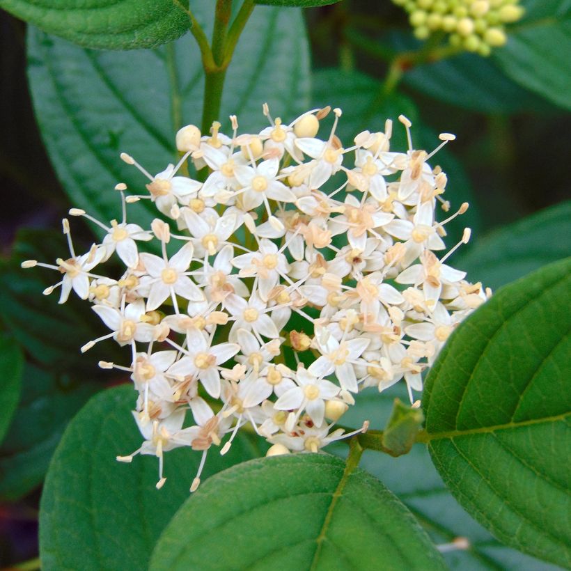 Cornus sericea Flaviramea (Fioritura)