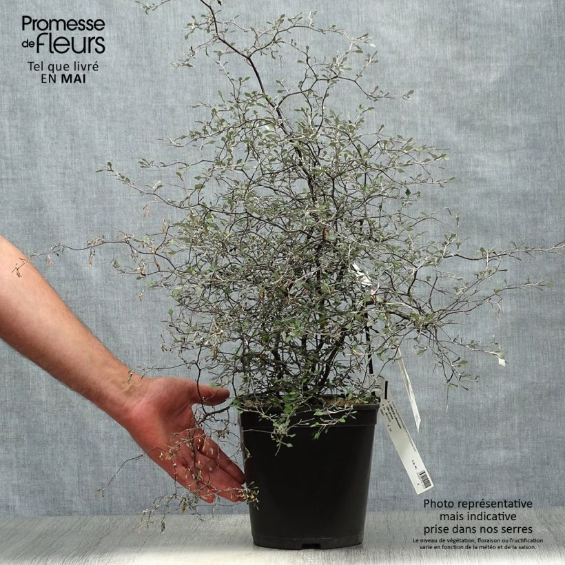 Example of Corokia cotoneaster Little prince Vaso da 4L/5L as you get in printemps