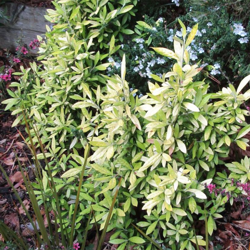 Corokia virgata Banana Royal (Plant habit)