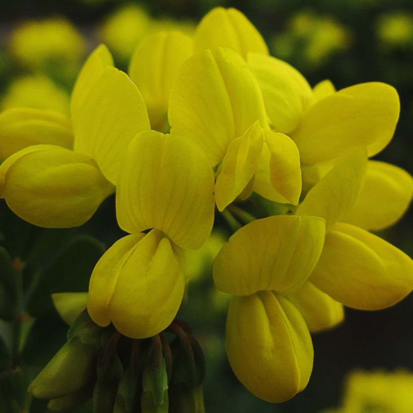 Coronilla valentina subsp. glauca (Harvest)