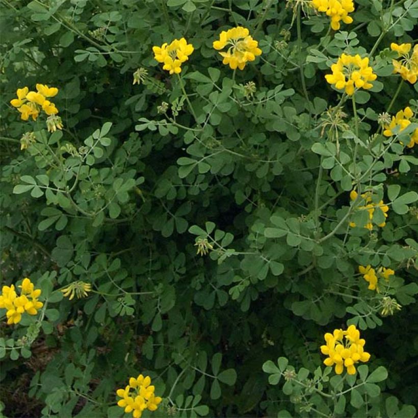 Coronilla valentina subsp. glauca Sélection (Fogliame)