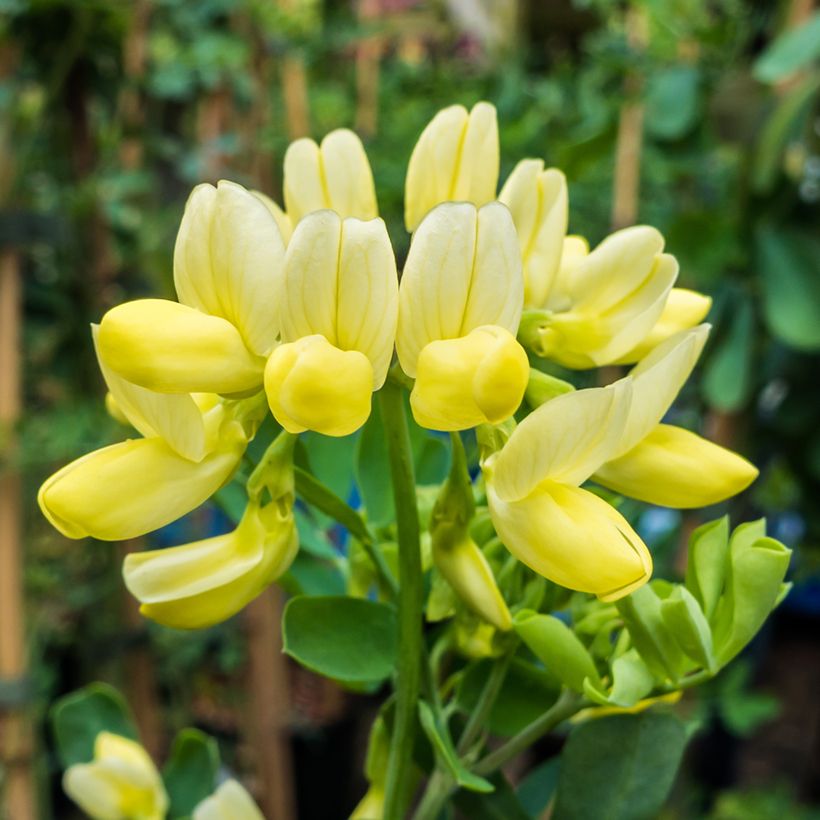 Coronilla valentina subsp. glauca Citrina (Fioritura)