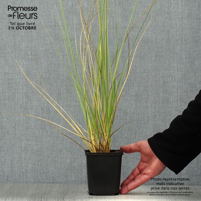 Esemplare di Cortaderia richardiii - Erba delle Pampas Vasetto da 8/9 cm come consegnato in autunno