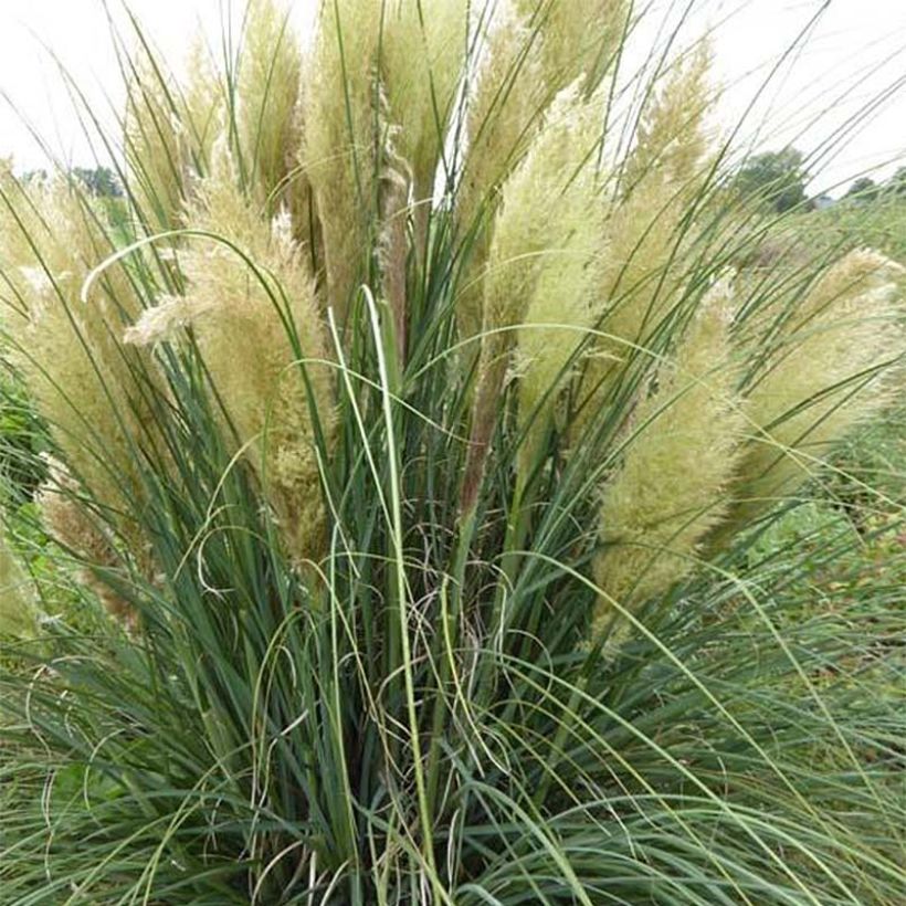 Cortaderia selloana Evita - Erba delle Pampas (Porto)