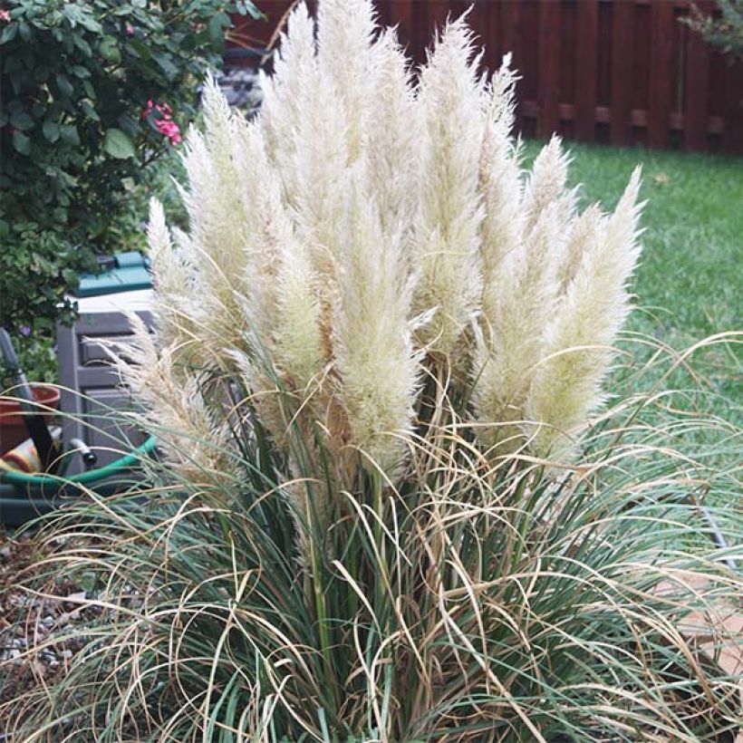Cortaderia selloana Pumila - Erba delle Pampas (Porto)