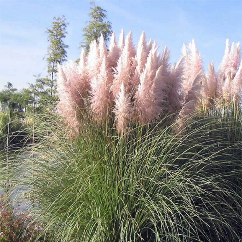 Cortaderia selloana Rosea - Erba delle Pampas (Porto)
