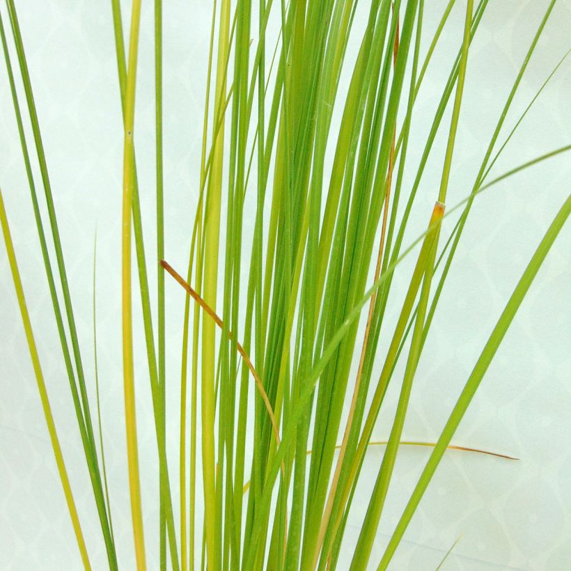 Cortaderia selloana Rosea - Erba delle Pampas (Fogliame)