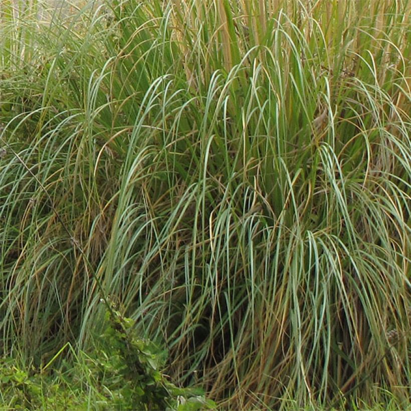 Cortaderia selloana Sunningdale Silver - Erba delle Pampas (Fogliame)