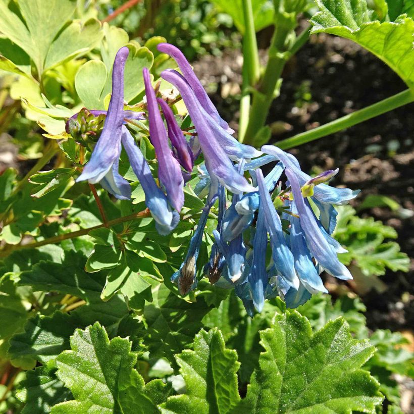 Corydalis elata (Fioritura)