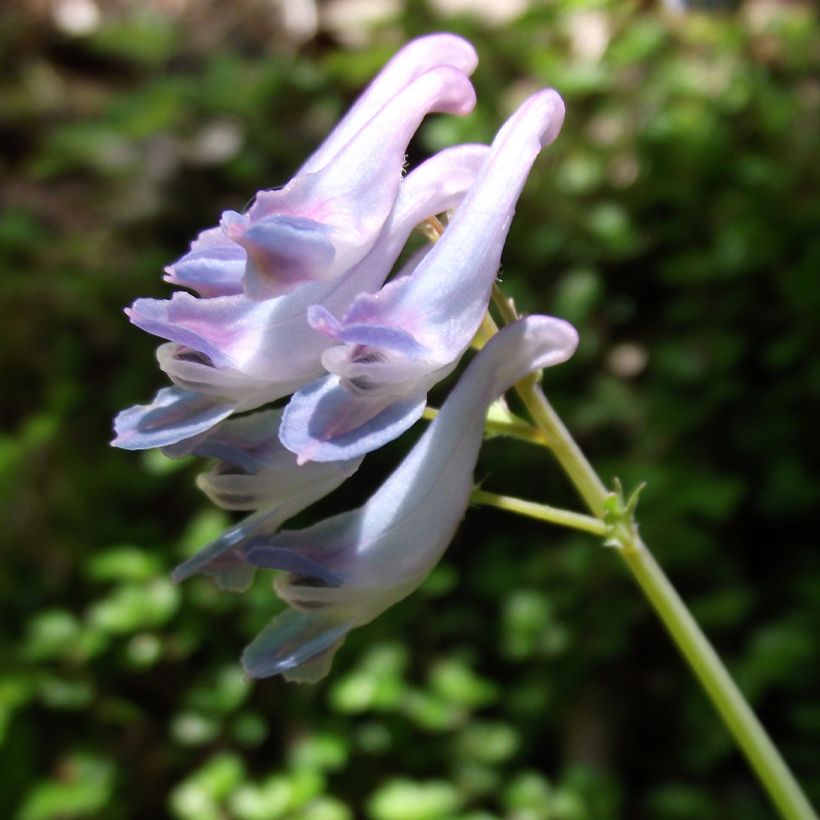 Corydalis linstowiana (Fioritura)