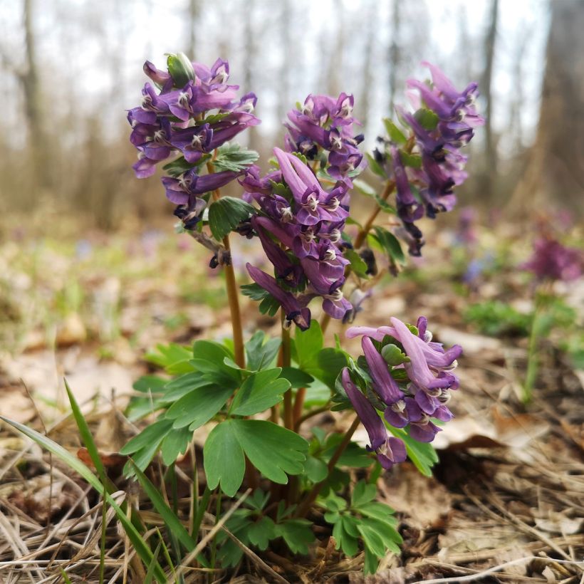 Corydalis sp. from Sichuan (Porto)