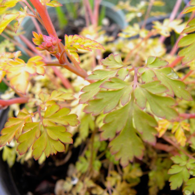Corydalis Berry Exciting (Foliage)