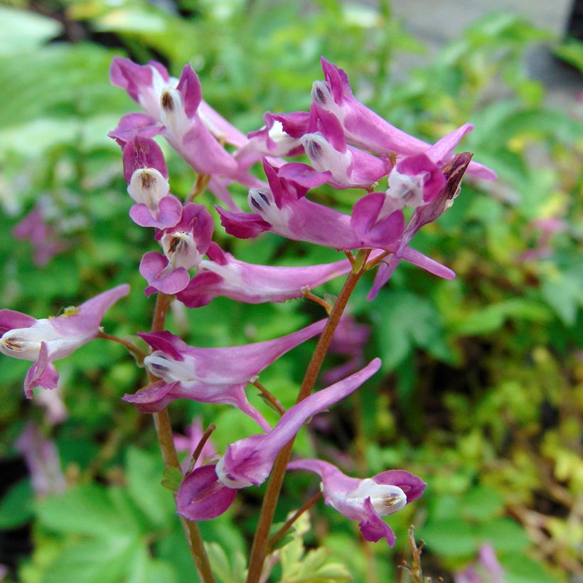 Corydalis Blackberry Wine (Fioritura)