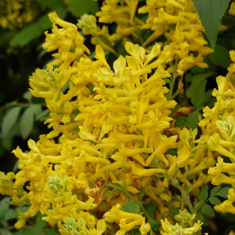 Corydalis Canary Feathers (Fioritura)