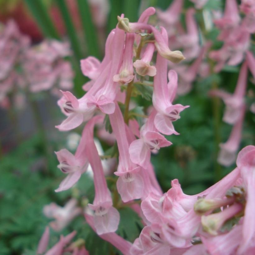 Corydalis solida Beth Evans - Colombina solida (Fioritura)