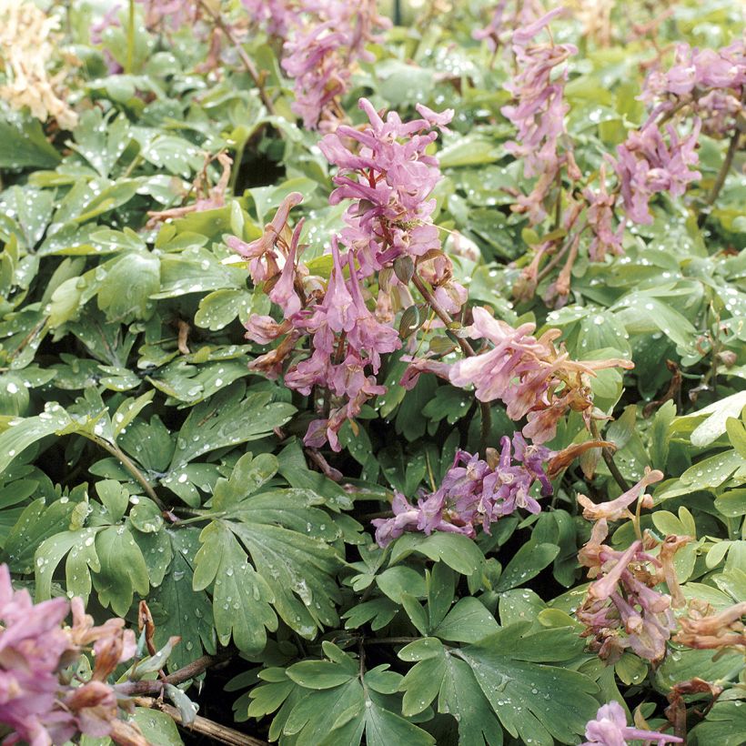 Corydalis solida ssp. solida - Colombina solida (Fogliame)