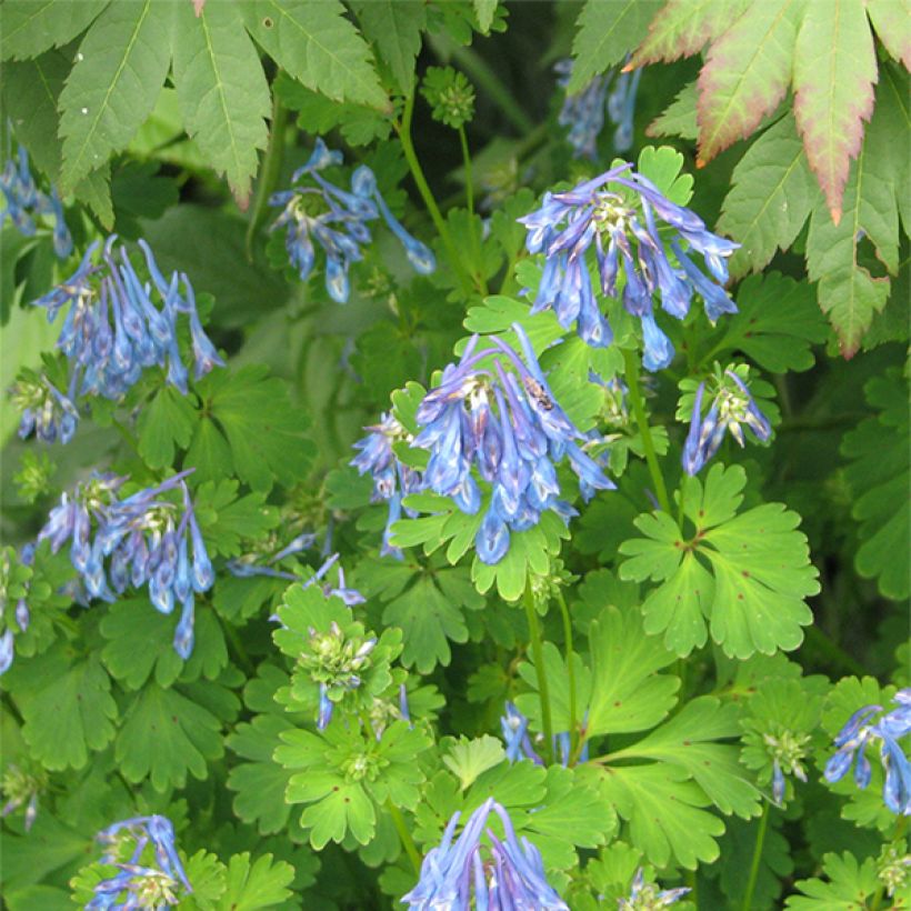 Corydalis flexuosa Purple Leaf (Fioritura)