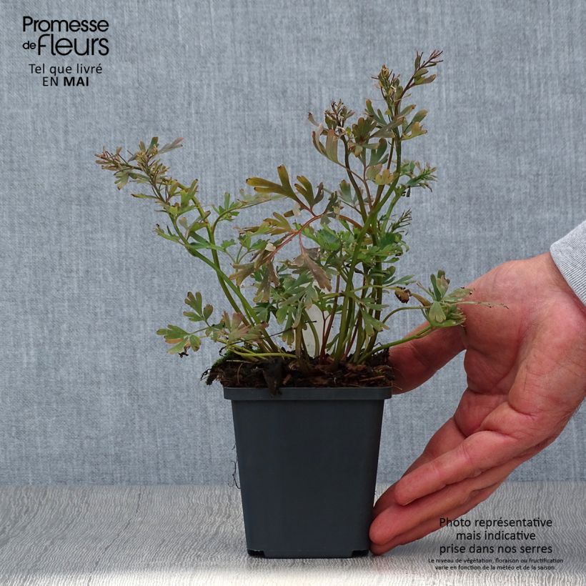 Corydalis flexuosa Purple Leaf Vasetto da 8/9 cm esemplare consegnato in primavera