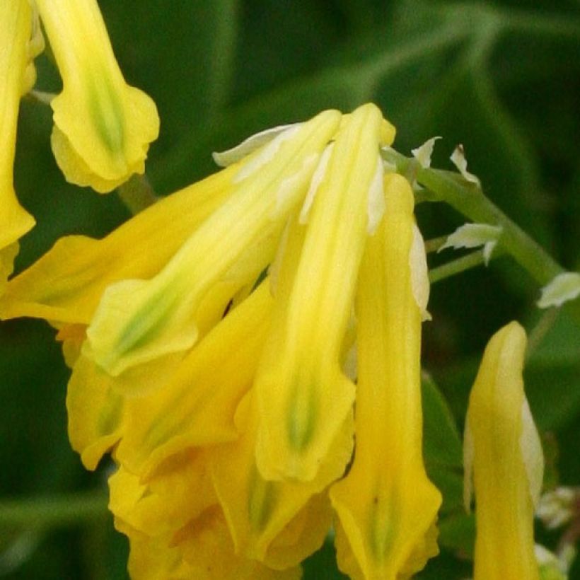 Corydalis lutea - Colombina gialla (Fioritura)