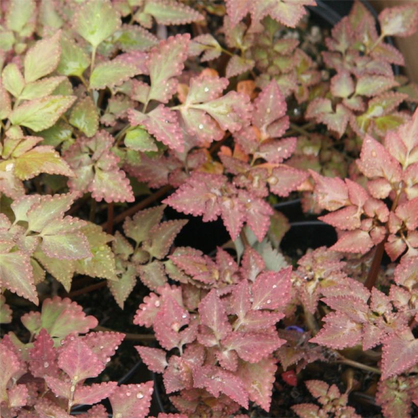 Corydalis quantmeyeriana Chocolate Stars - Colombina solida (Fogliame)