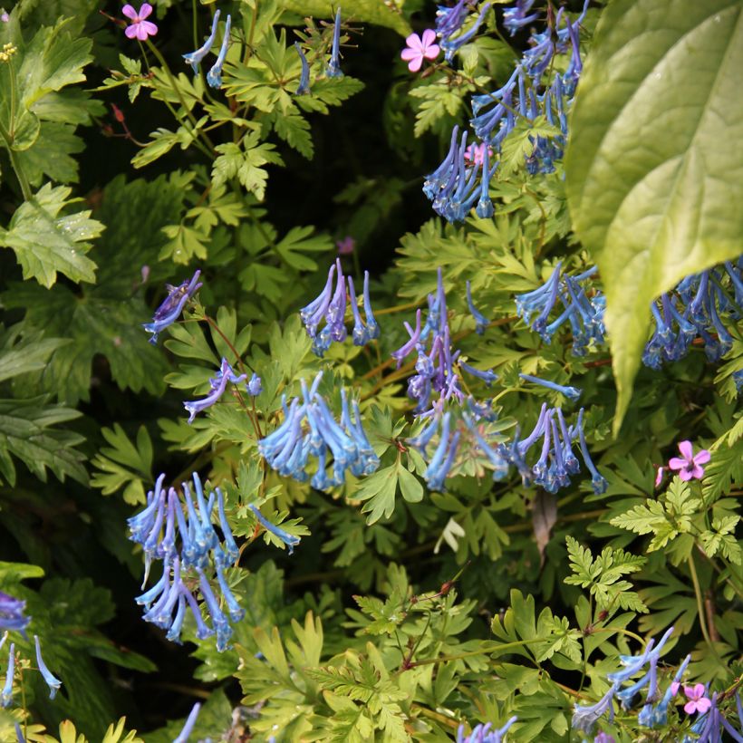Corydalis elata Blue Summit (Porto)
