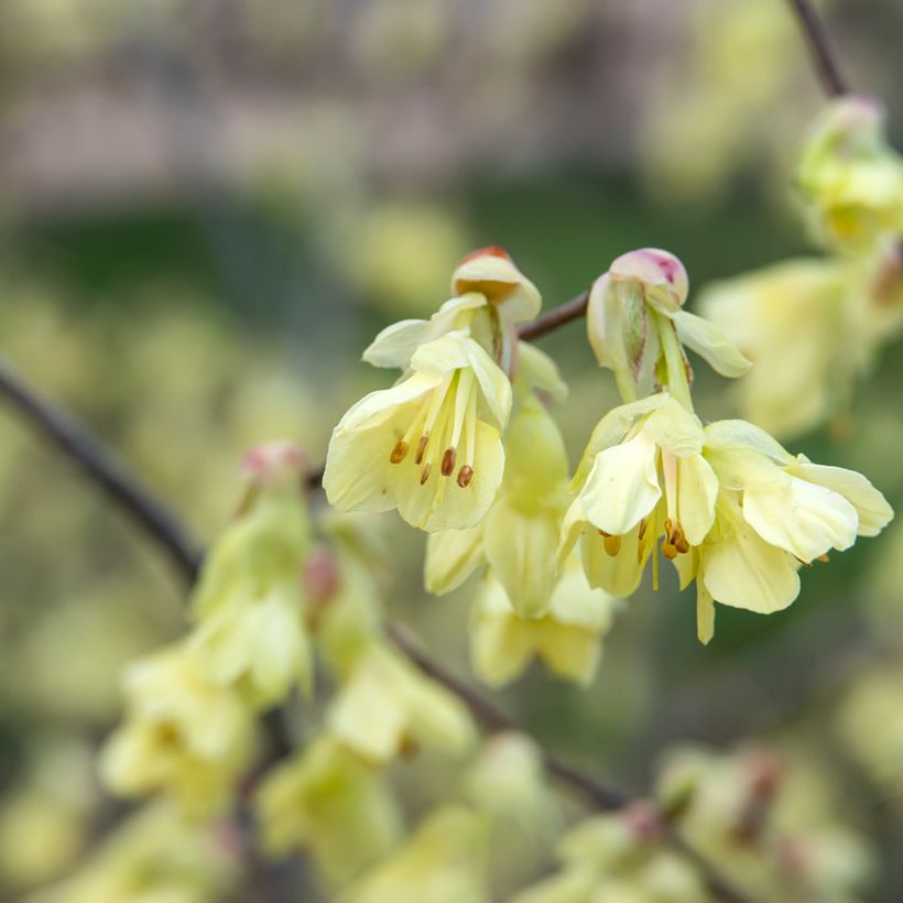 Corylopsis pauciflora - Falso nocciolo (Flowering)