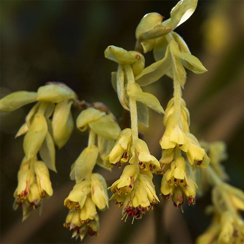 Corylopsis Spring Purple - Falso nocciolo (Flowering)