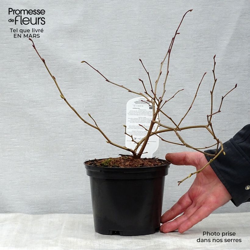 Example of Corylopsis Spring Purple - Falso nocciolo Vaso da 2L/3L as you get in printemps