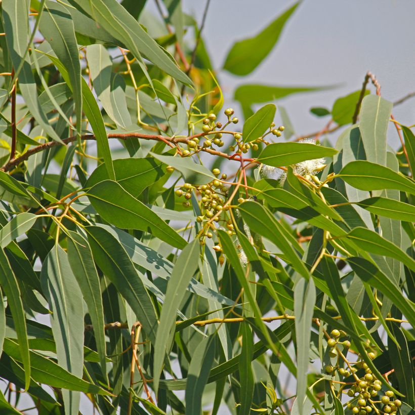 Corymbia citriodora - Eucalipto citrato (Foliage)