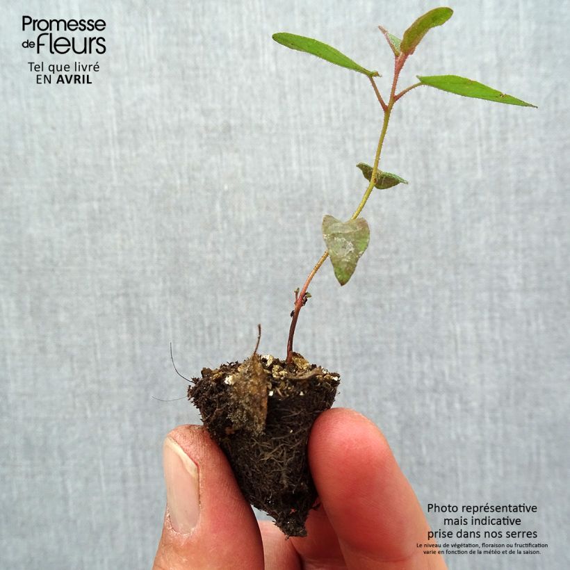 Example of Corymbia citriodora - Eucalipto citrato Mini zolla Ø 1,5/2,5 cm as you get in printemps