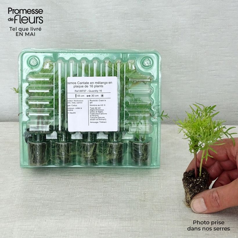 Example of Cosmos Cantate Mix - Cosmea Jardimotte: zolla da 3,8 cm x 3,2 cm in vassoio da 16 pezzi. as you get in printemps