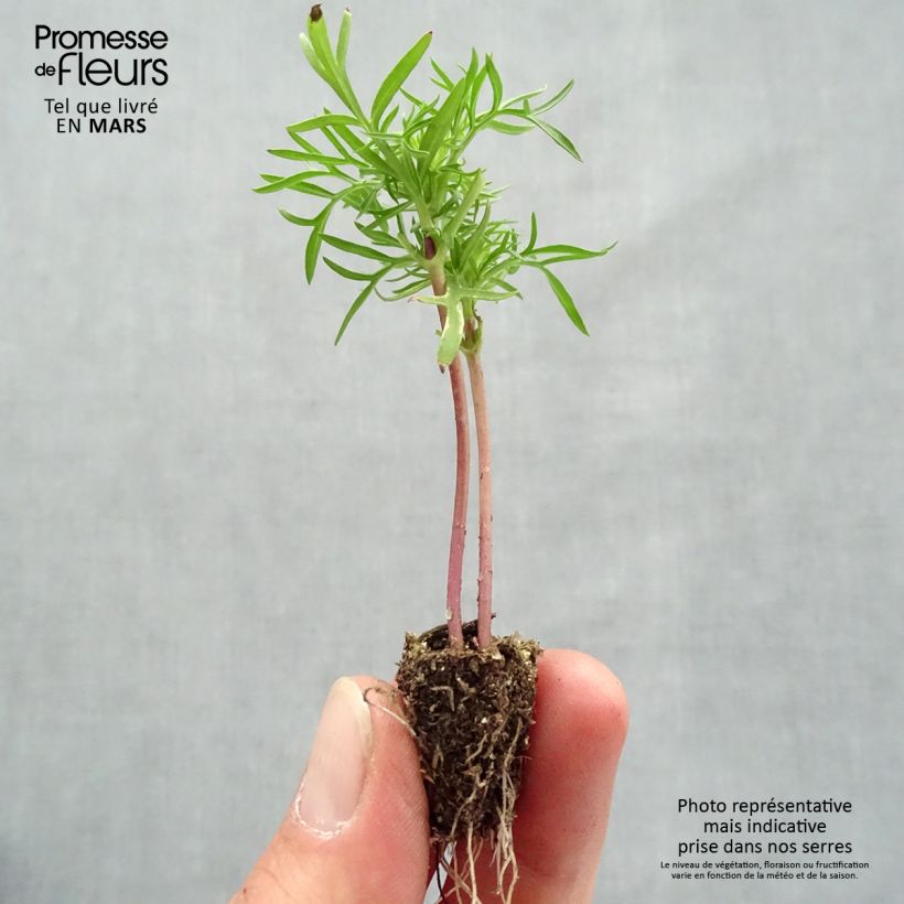 Example of Cosmos Cantate Mix - Cosmea Mini zolla: zolla da 2,2 cm x 2 cm in vassoio di coltivazione da 35 pezzi as you get in printemps