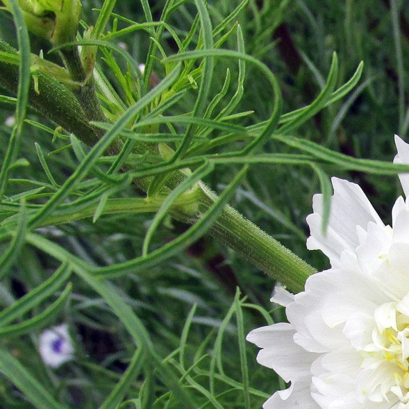 Cosmos Double Click Snow Puff - Cosmea (Fogliame)