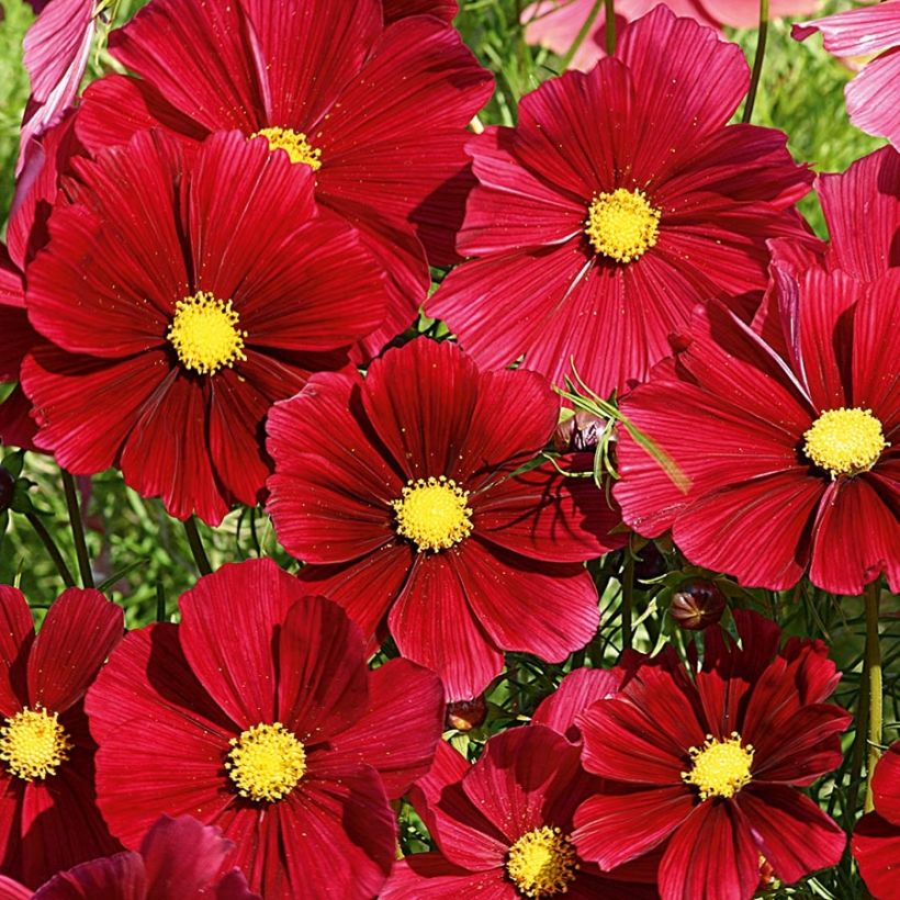 Cosmos Rubenza Red Carmin - Cosmea (Flowering)