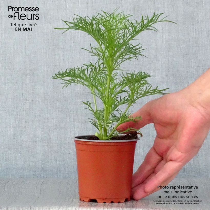 Cosmos Sonata White - Cosmea Vaso da Ø 10 cm/11 cm esemplare consegnato in primavera