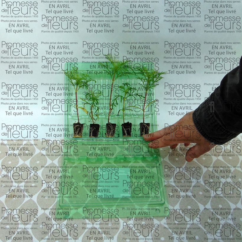 Example of Cosmos Sonata Carmine - Cosmea mini zolla... as you get