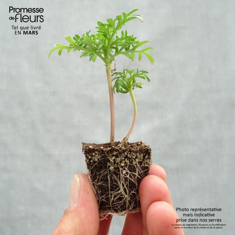 Example of Cosmos Sonata Rose - Cosmea Jardimotte: zolla da 3,8 cm x 3,2 cm in vassoio da 16 pezzi. as you get in printemps