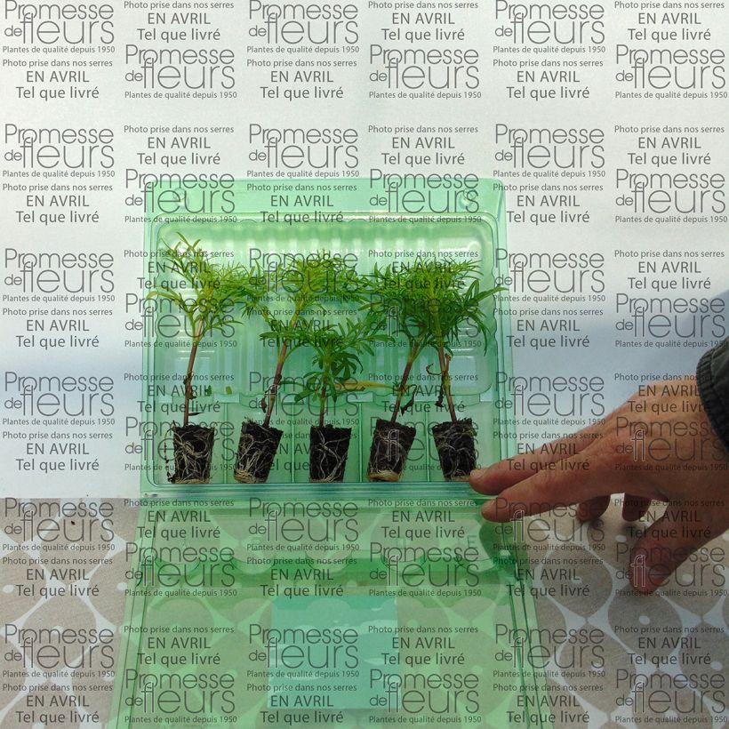 Example of Cosmos Sonata Pink Blush - Cosmea mini zolla... as you get