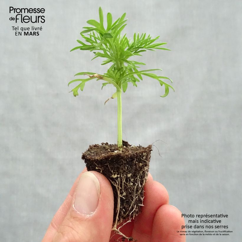 Cosmos Xanthos - Cosmea Jardimotte: zolla da 3,8 cm x 3,2 cm in vassoio da 16 pezzi. esemplare consegnato in primavera