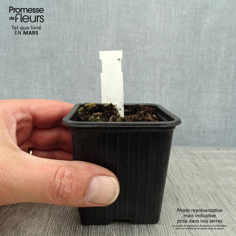 Cosmos atrosanguineus Chocamocha - Fior di cioccolato Vasetto da 7/8 cm esemplare consegnato in primavera