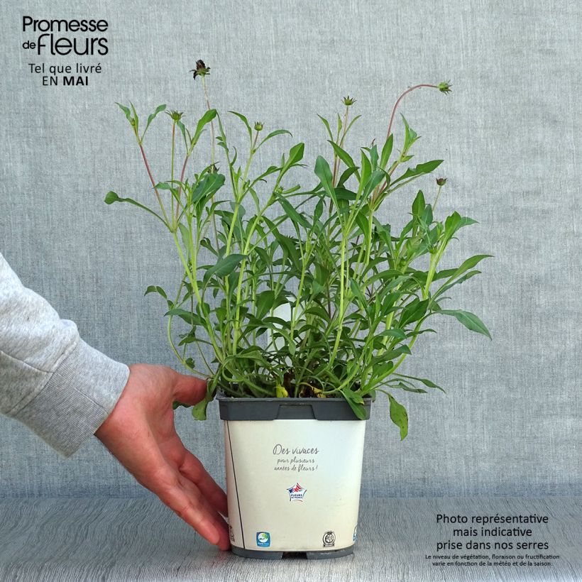 Cosmos atrosanguineus Chocamocha - Fior di cioccolato Vaso da 2L/3L esemplare consegnato in primavera