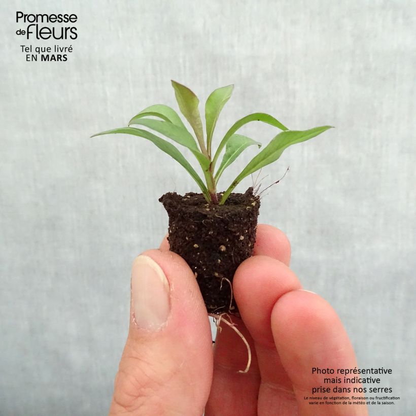 Cosmos atrosanguineus Chocamocha - Fior di cioccolato Mini zolla Ø 1,5/2,5 cm esemplare consegnato in primavera